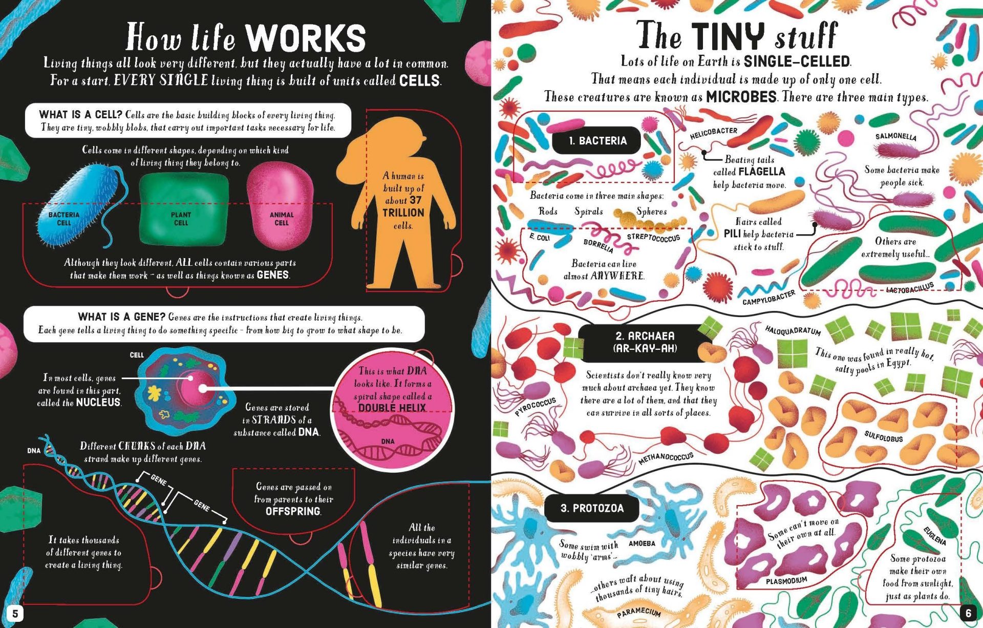 Lift-the-Flap Biology 4